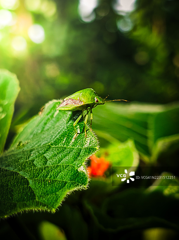 阳光明媚的花园里，绿盾虫栖息在叶子上图片素材