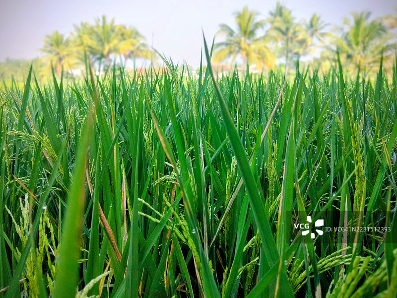 稻田中郁郁葱葱的绿色稻植物特写，背景是棕榈树，位于印度尼西亚Cibatu区。图片素材