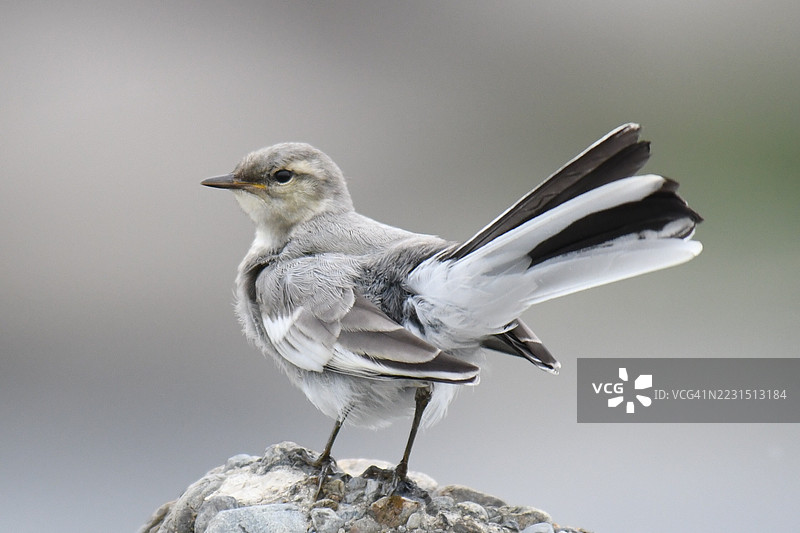 白鹡鸰栖息在岩石上的特写镜头图片素材