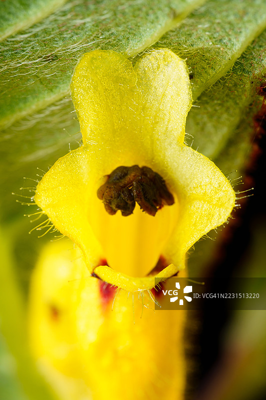 鲜艳的黄色花朵特写，花瓣细节丰富图片素材