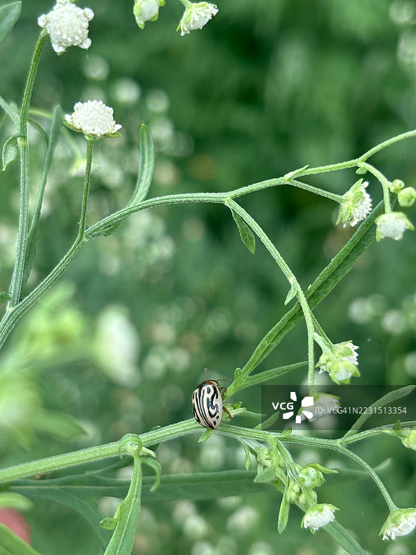 一只条纹甲虫在开花植物上的特写镜头图片素材