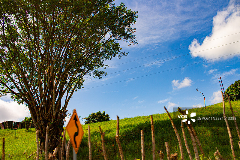 蓝天下草坡上的树图片素材