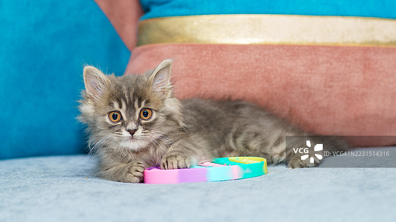 毛茸茸的小猫在床上玩五彩缤纷的玩具图片素材