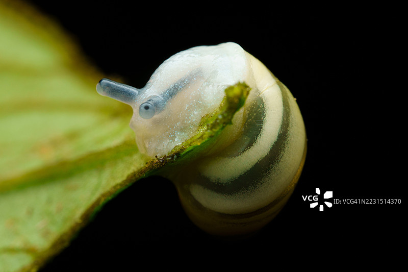 黑色背景下，蜗牛在叶子上的特写镜头图片素材