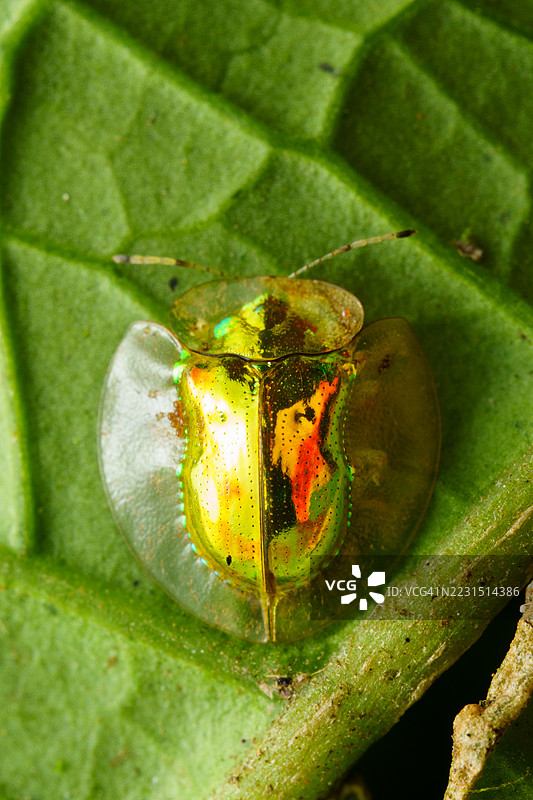 像宝石一样的甲虫栖息在绿色的叶子上图片素材