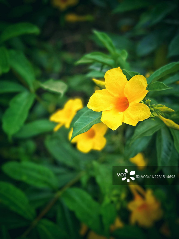 黄花金钟花特写，生长在郁郁葱葱的绿色田野中图片素材