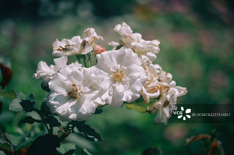 盛开的白玫瑰特写图片素材