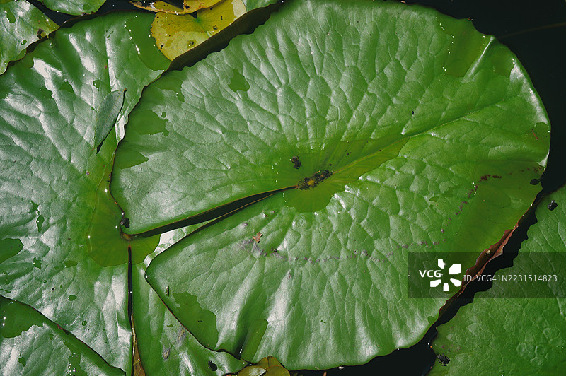 池塘中湿润的绿色睡莲叶特写图片素材