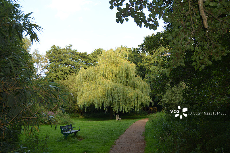 宁静的公园风景，郁郁葱葱的树木和小径，英国图片素材