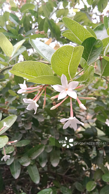 白色茉莉花与绿色叶子的特写图片素材