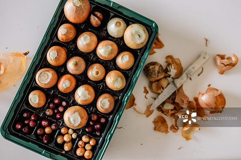 高角度视图的洋葱球茎在桌子上的托盘中图片素材