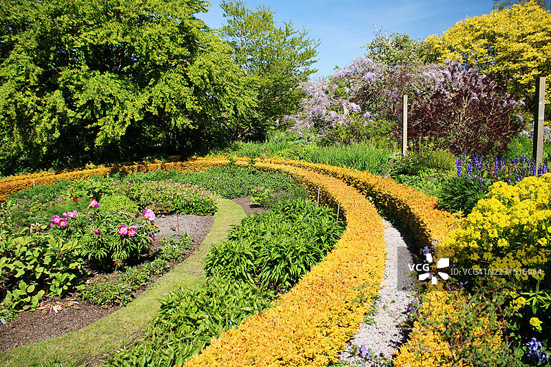 生机勃勃的花园，盛开的花朵和郁郁葱葱的绿植图片素材