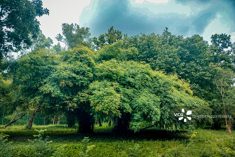 阴云密布的天空下，森林中的郁郁葱葱的树木图片素材