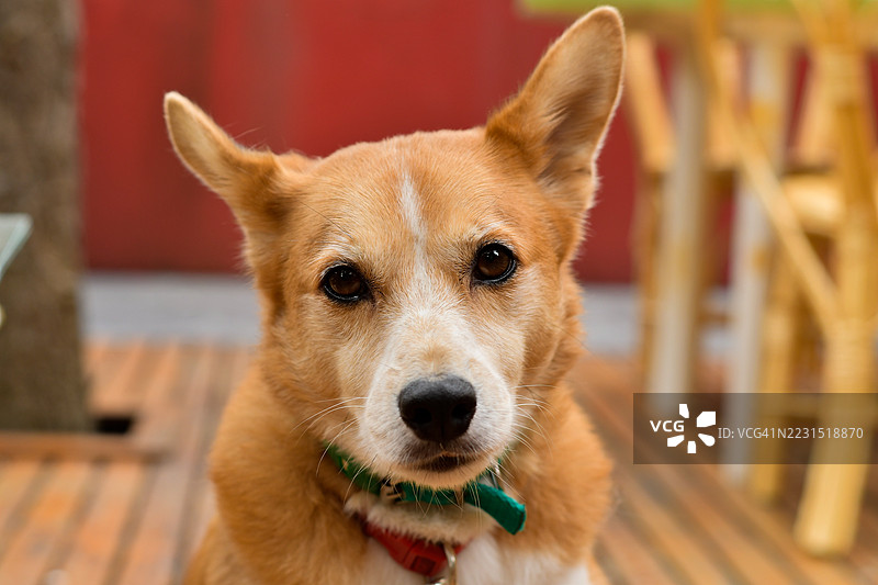 户外坐着的狗的特写镜头图片素材