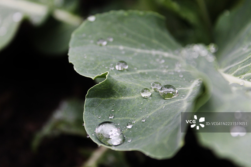 绿叶上的雨滴特写图片素材