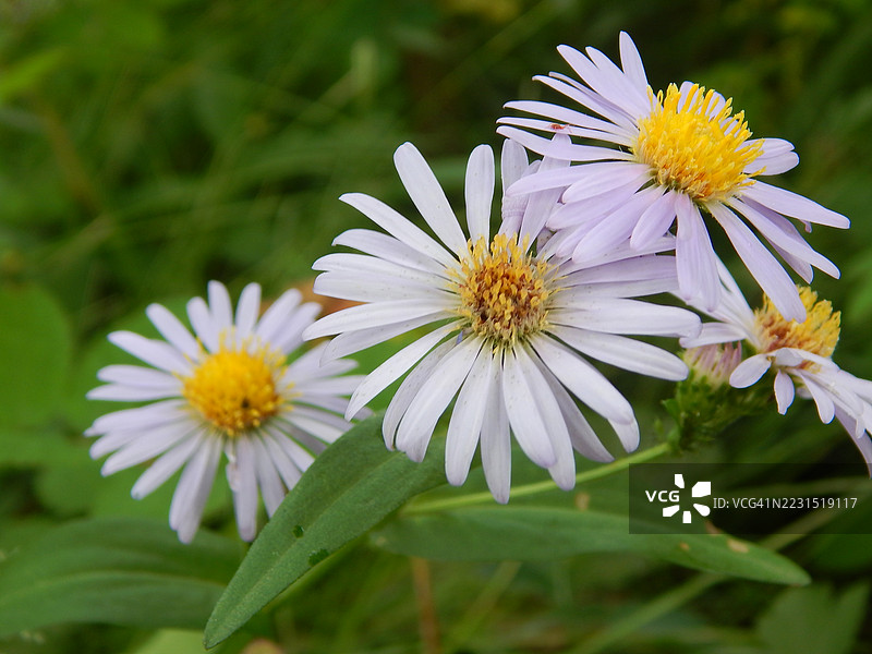 白色紫菀花盛开的特写镜头图片素材