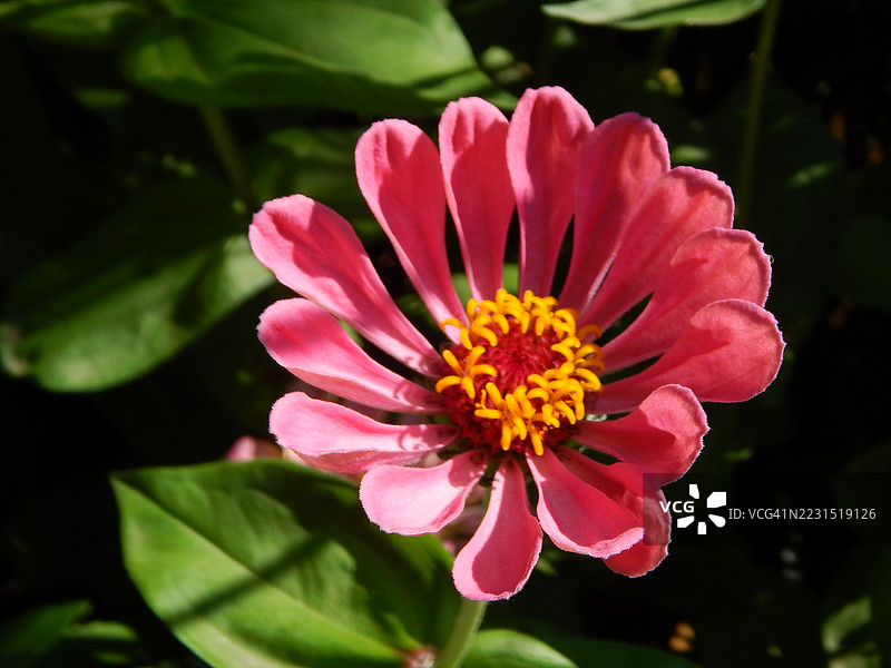 盛开的鲜艳粉色百日草花图片素材