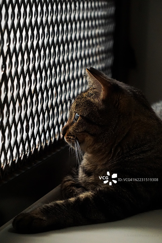 家里的虎斑猫凝视窗外图片素材