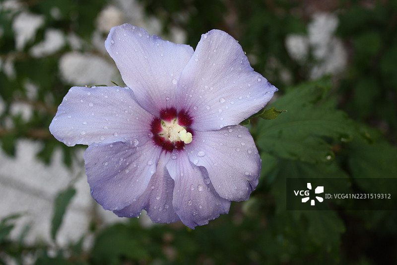 湿润的紫色木槿花特写，带有雨滴图片素材