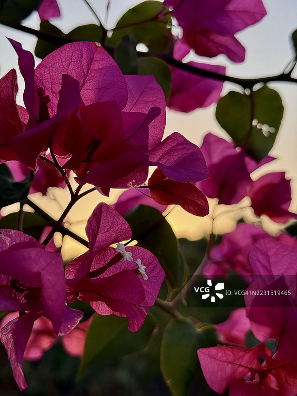 日落时分鲜艳的粉色九重葛花特写图片素材