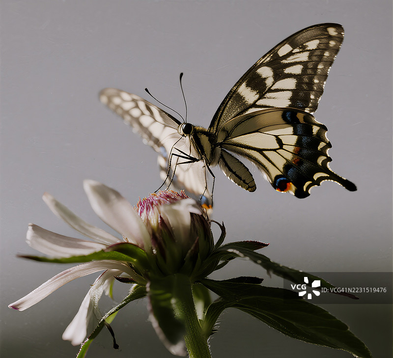 燕尾蝶在花上授粉图片素材