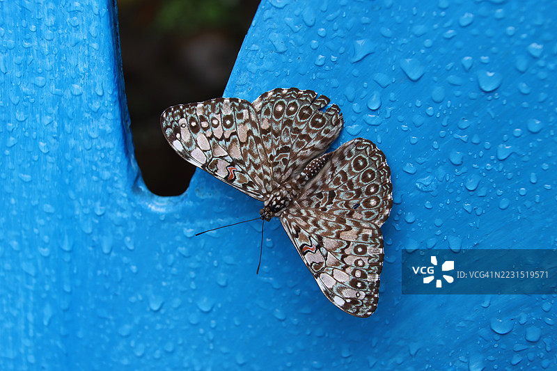 蝴蝶栖息在湿润的蓝色表面上图片素材