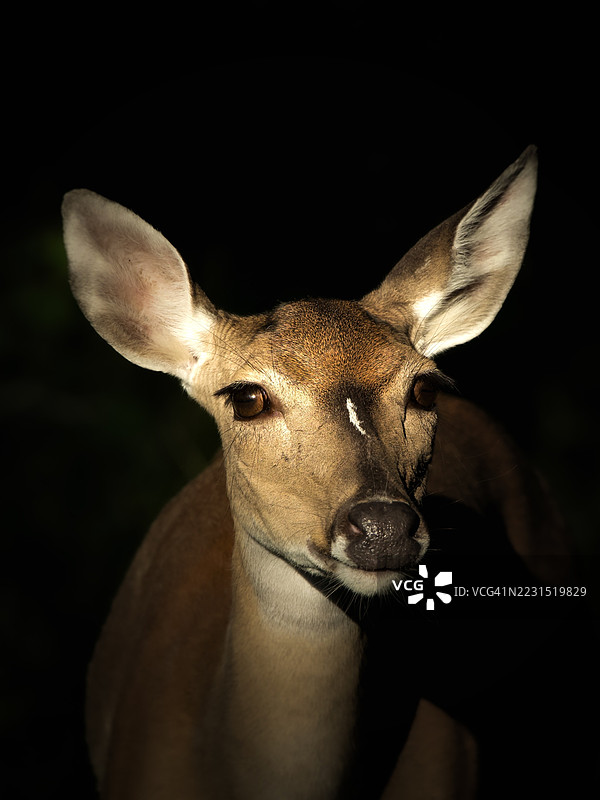 戏剧性光线下的鹿特写肖像图片素材