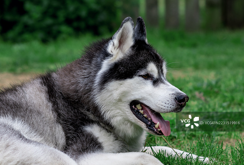西伯利亚哈士奇在草地上放松图片素材