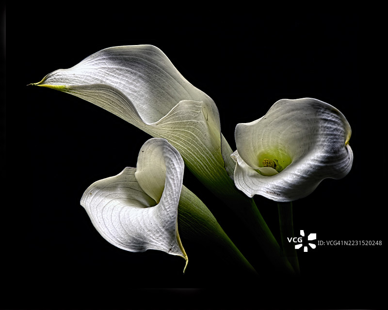 优雅的白色马蹄莲与黑色背景相映衬图片素材