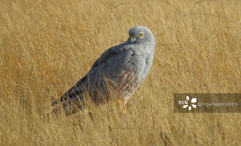 田野中的蒙塔古兀鹫特写图片素材