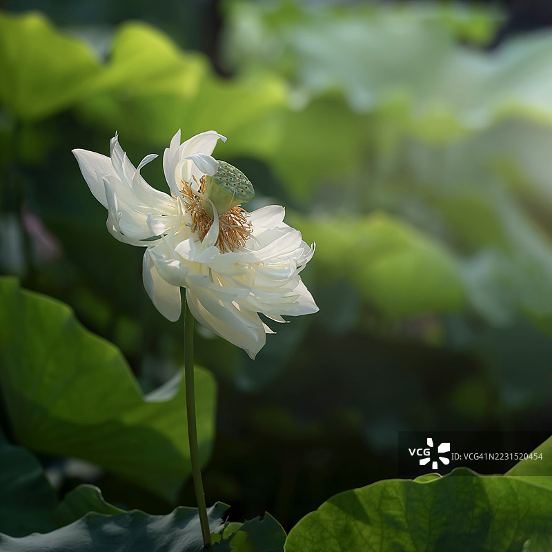 阳光下盛开的白莲花图片素材