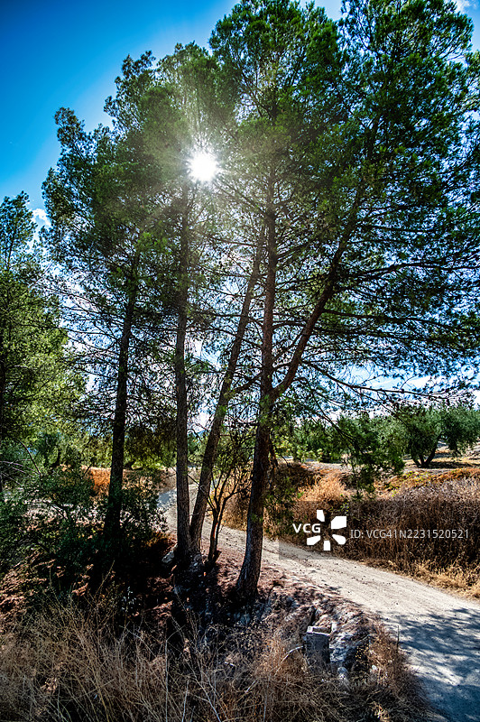 西班牙克萨达森林中，阳光穿透松树图片素材