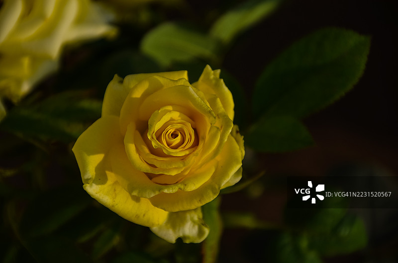 盛开的鲜艳黄色玫瑰特写图片素材