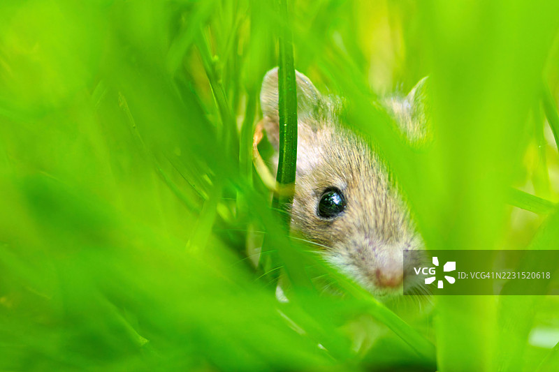 一只老鼠从绿色草丛中探出头来。图片素材