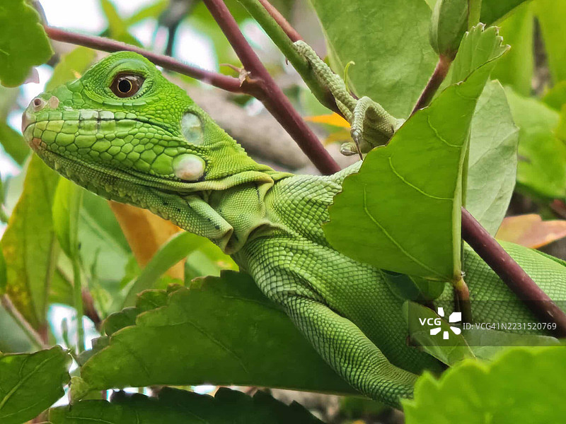 绿色蜥蜴伪装在树叶中图片素材
