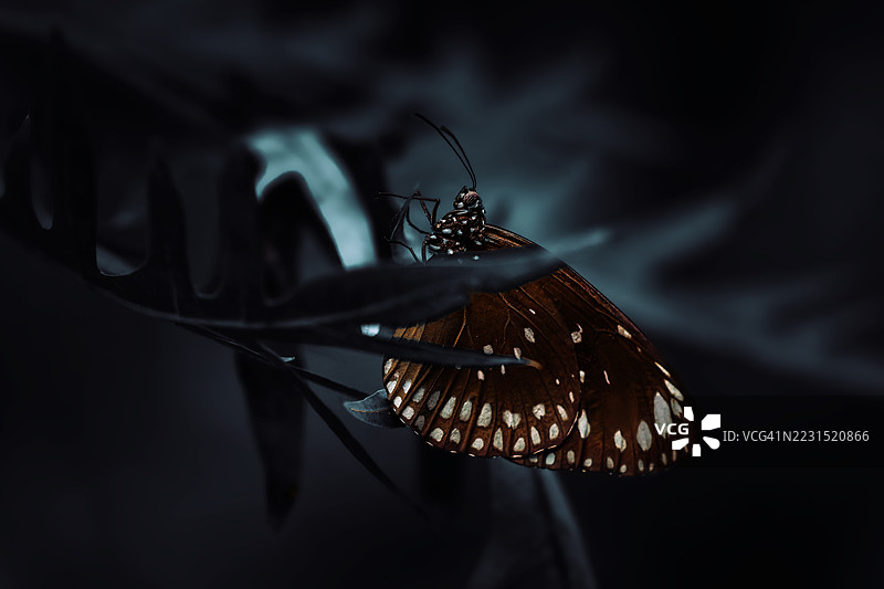 在昏暗的环境中，一只蝴蝶栖息在叶子上的特写镜头图片素材