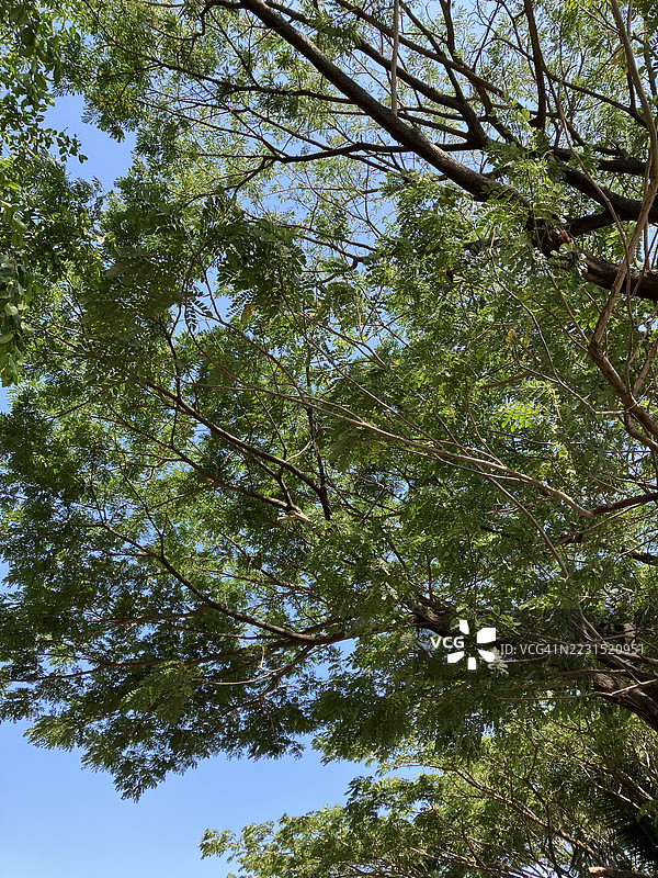 郁郁葱葱的树枝映衬着晴朗的蓝天图片素材