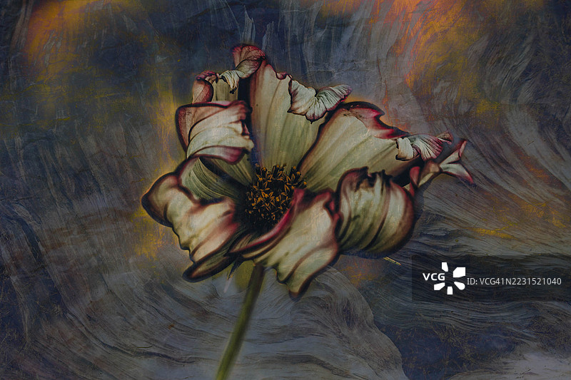 枯萎花朵的特写，背景为纹理效果图片素材