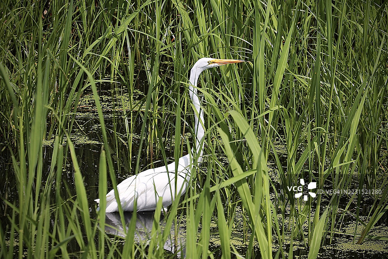 大白鹭站在沼泽地中图片素材