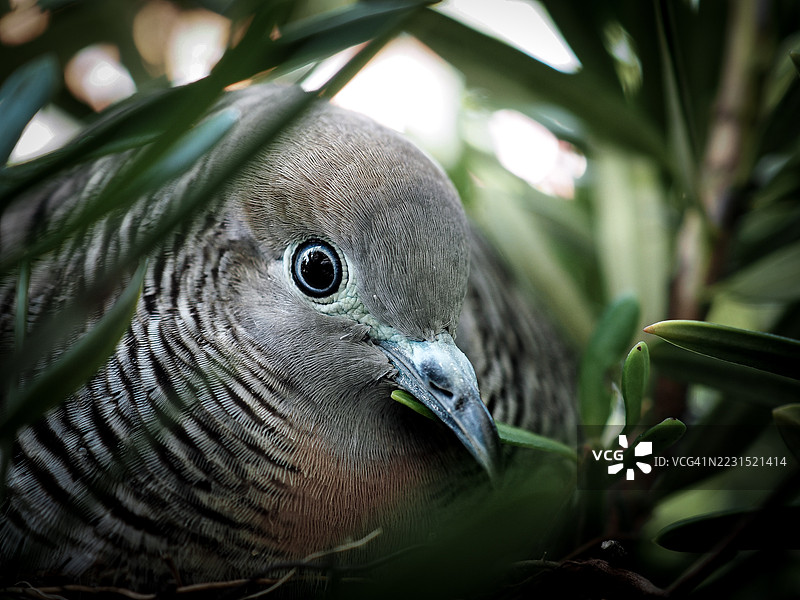斑鸠在树叶间筑巢的特写镜头图片素材