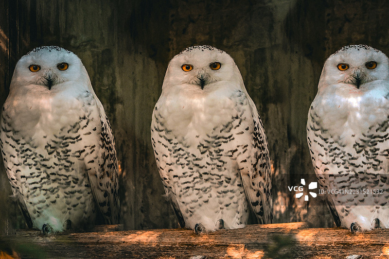 三只雪鸮栖息在木桩上图片素材