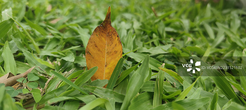 生机勃勃的秋叶在绿草中图片素材