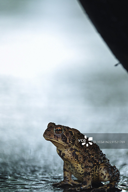 湿润地面上坐着的蟾蜍特写镜头图片素材