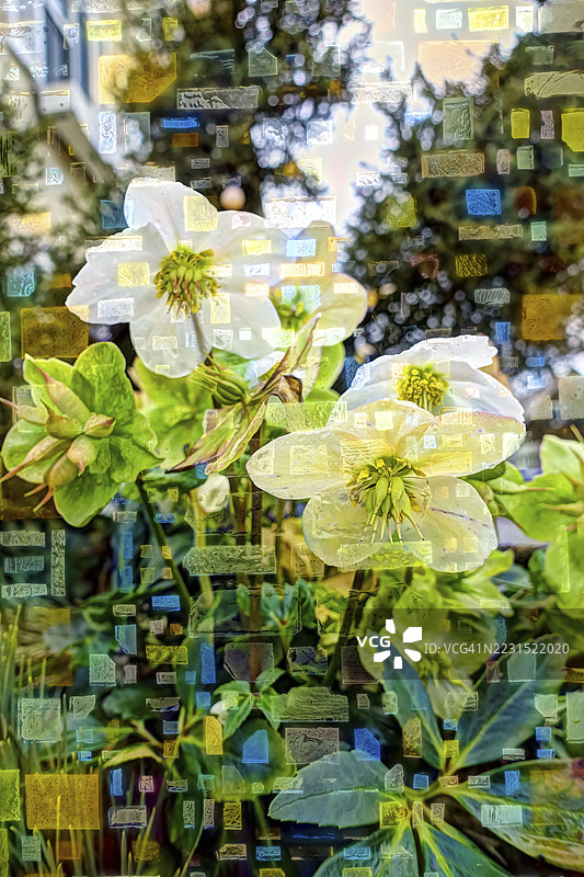 创意拍摄，雪玫瑰（黑色小苍兰），圣诞玫瑰，黑小苍兰，孤立的花朵，花卉，创意，多彩，五彩缤纷，背景，图案，艺术，包装纸，设计，贺卡，艺术作品，德国图片素材