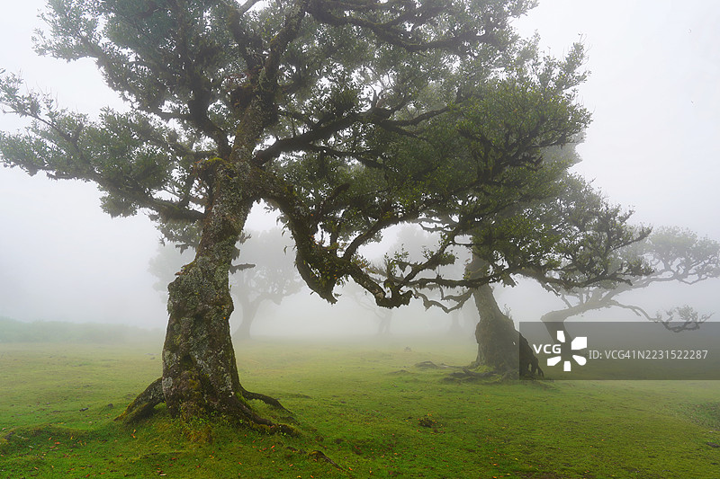 雾中的古老树木与神秘森林，塞伊沙尔，葡萄牙图片素材