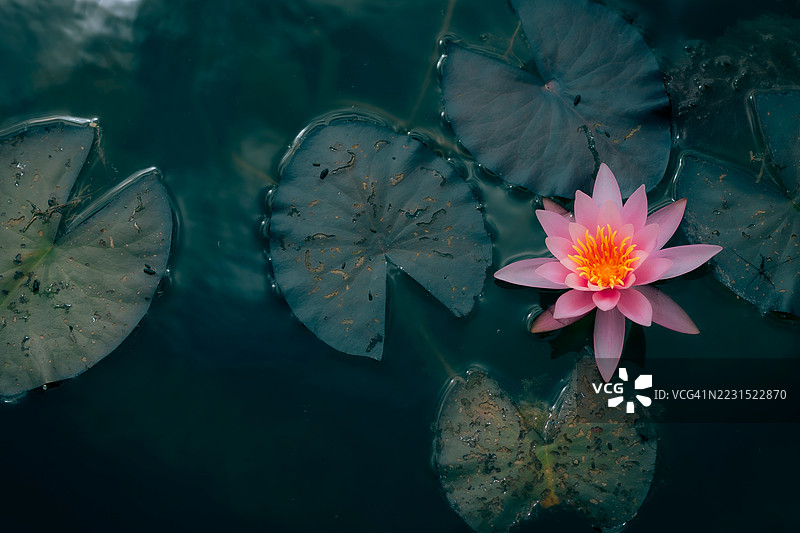 粉色莲花漂浮在宁静的湖面上图片素材