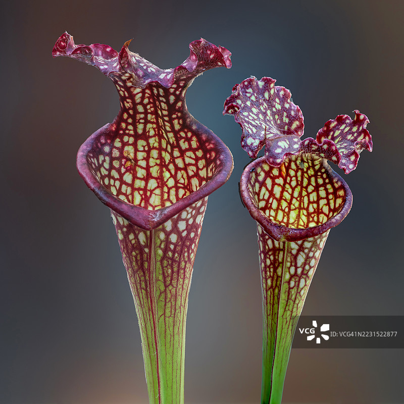 两只色彩斑斓的猪笼草特写图片素材