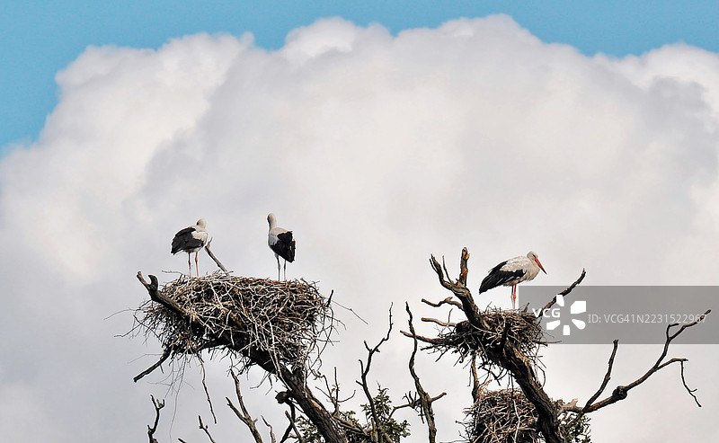 白鹳在树枝上筑巢，背景是阴 cloudy 的天空图片素材