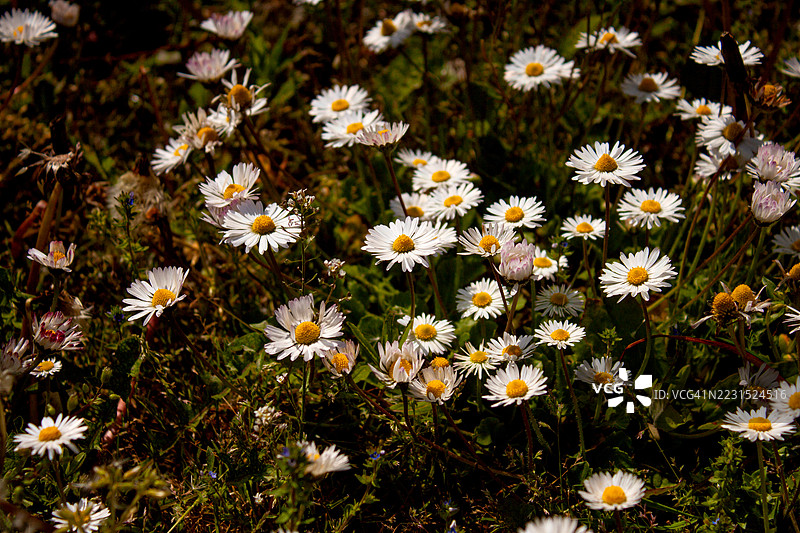 高角度视图的白色雏菊在田野中图片素材