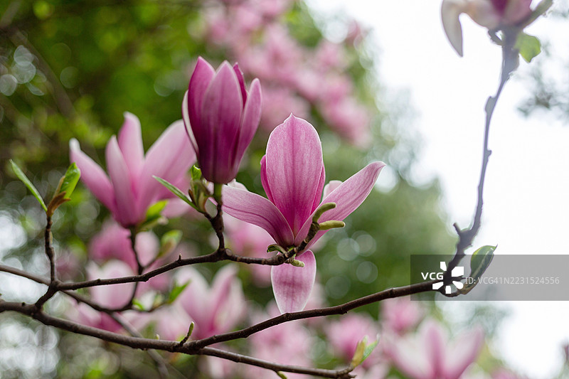 盛开的粉色玉兰花特写图片素材